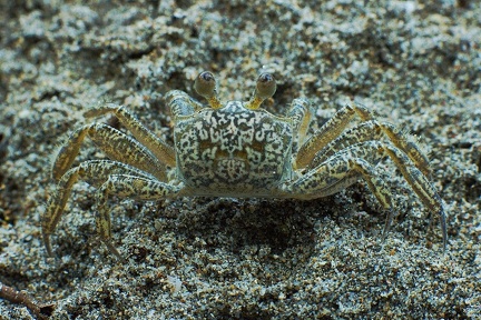 Crab Encounters